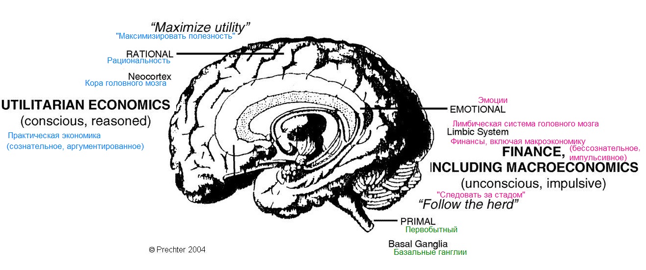 brain.jpg