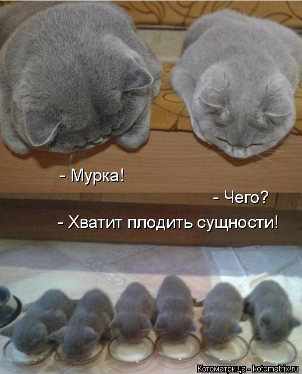 kotomatritsa_SO.jpg